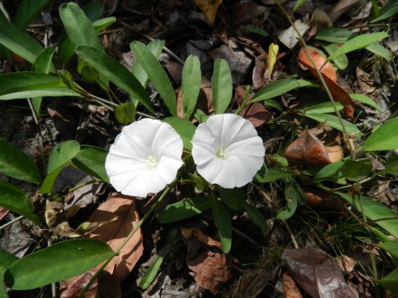 Shadamati, Aniseia martinicensis, etnobotanika